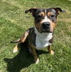 adoptable Dog in  named CEDRIC