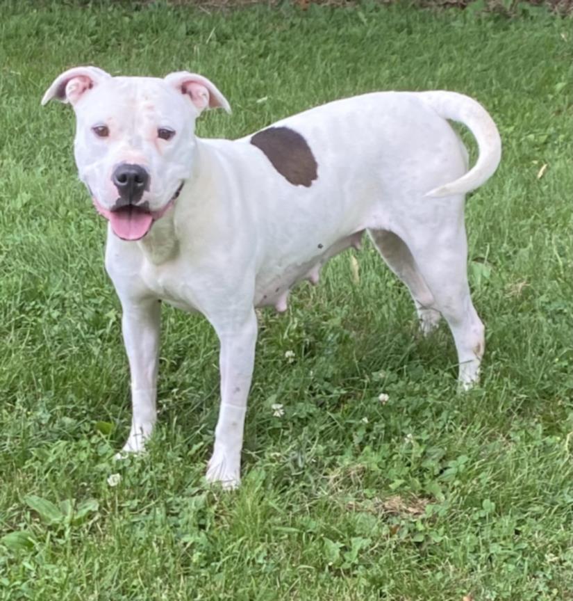 adoptable Dog in Clinton Township, MI named PENNY