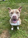 adoptable Dog in clinton township, IN named ROSE