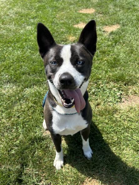 adoptable Dog in Clinton Township, MI named CLOVE