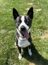 adoptable Dog in clinton township, MI named CLOVE