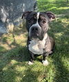adoptable Dog in linton, IN named MAC
