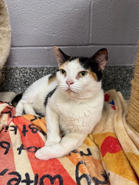 adoptable Cat in Clinton Township, MI named DEE DEE