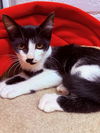 adoptable Cat in linton, IN named JOEY