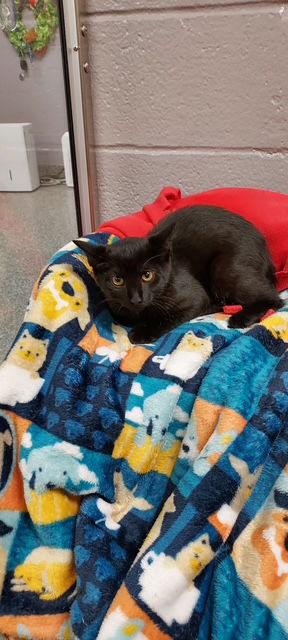 adoptable Cat in Clinton Township, MI named OSCAR