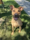 adoptable Dog in clinton township, MI named DAISY