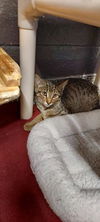 adoptable Cat in clinton township, MI named BILLY