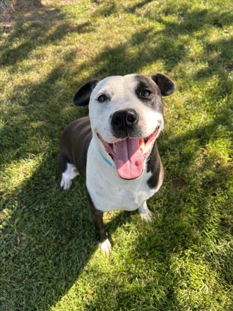 adoptable Dog in Clinton Township, MI named SARA