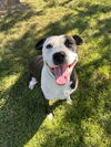 adoptable Dog in clinton township, IN named SARA