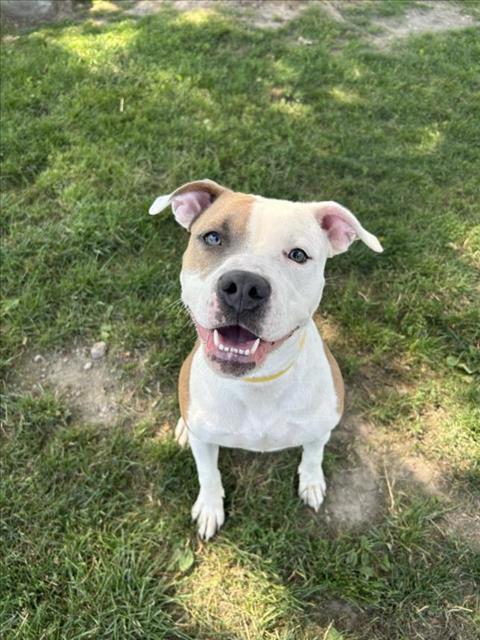 adoptable Dog in Clinton Township, MI named TAYLOR
