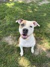 adoptable Dog in clinton township, IN named TAYLOR