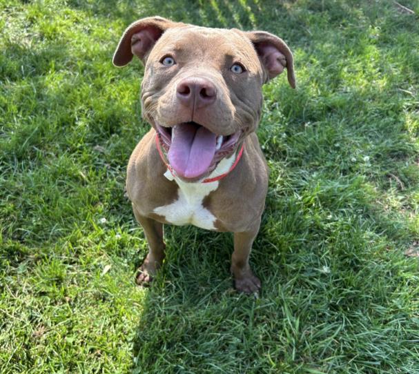 adoptable Dog in Clinton Township, MI named NICKI