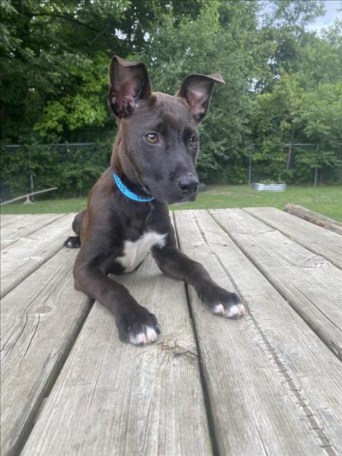adoptable Dog in Clinton Township, MI named SHADE