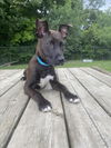 adoptable Dog in clinton township, IN named SHADE