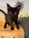 adoptable Cat in clinton township, MI named CRENSHAW