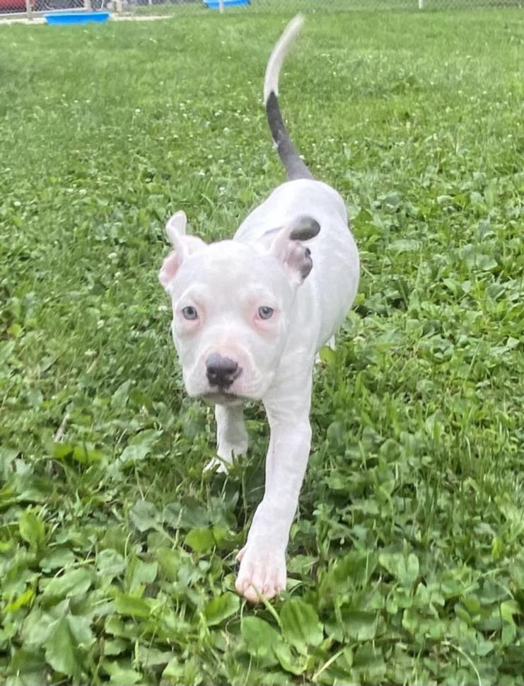 adoptable Dog in Clinton Township, MI named SAKURA