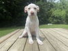 adoptable Dog in clinton township, MI named CYPRESS