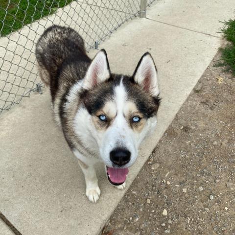 adoptable Dog in Clinton Township, MI named RYKER
