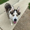 adoptable Dog in clinton township, IN named RYKER