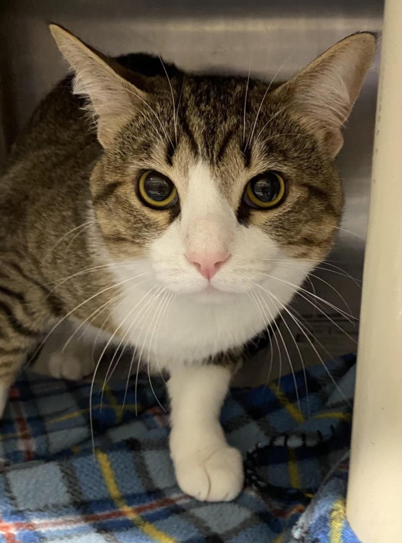 adoptable Cat in Clinton Township, MI named MILES