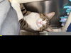 adoptable Cat in Linton, IN named MILES