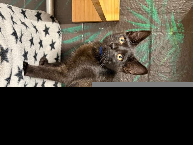 adoptable Cat in Clinton Township, MI named ISAAC