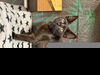 adoptable Cat in linton, IN named ISAAC