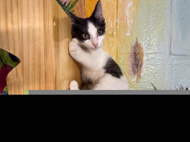 adoptable Cat in Clinton Township, MI named ZAC