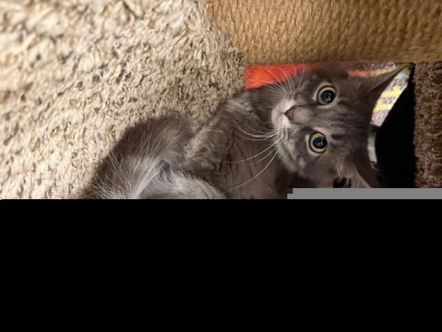 adoptable Cat in Clinton Township, MI named HILLARY