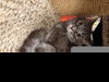 adoptable Cat in linton, IN named HILLARY