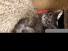 adoptable Cat in clinton township, MI named HILLARY