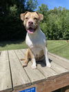 adoptable Dog in clinton township, MI named FLORA