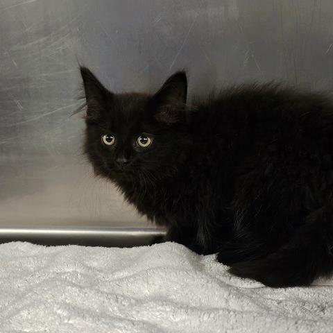 adoptable Cat in Clinton Township, MI named JACK