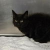 adoptable Cat in clinton township, MI named JACK