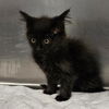 adoptable Cat in clinton, IN named CHRISSY