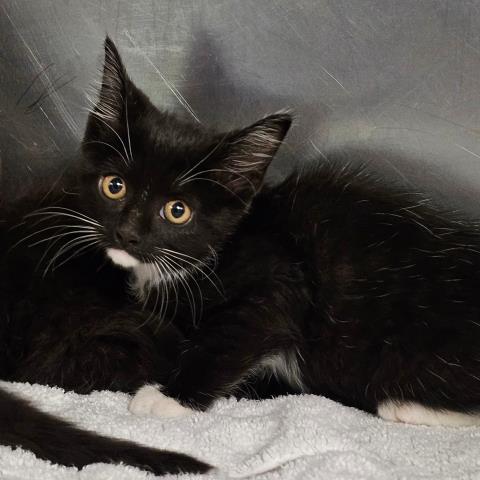 adoptable Cat in Clinton Township, MI named JANET