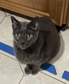 adoptable Cat in linton, IN named TAZ
