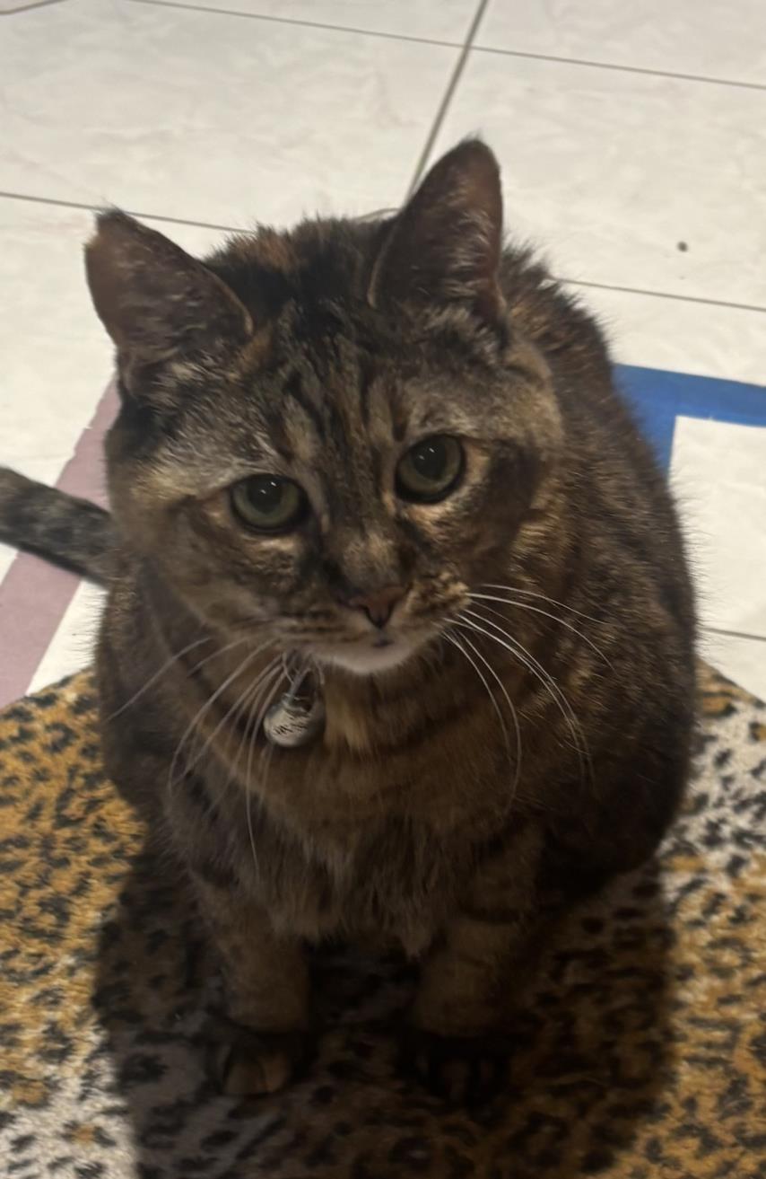 adoptable Cat in Clinton Township, MI named BIRDIE
