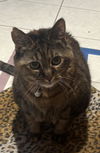 adoptable Cat in clinton township, MI named BIRDIE