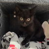 adoptable Cat in clinton township, MI named ADAM