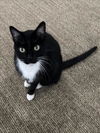 adoptable Cat in clinton, MI named PEANUT