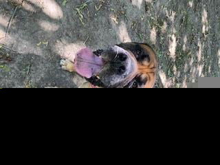 adoptable Dog in Clinton Township, MI named DODGER
