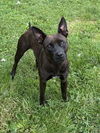 adoptable Dog in clinton, MI named WHISPY