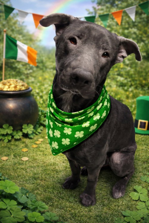 picture of the dog needing adoption