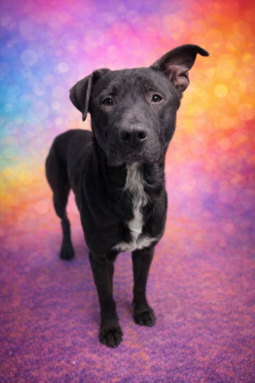 picture of the dog needing adoption
