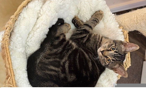 RACHA, an adoptable Domestic Short Hair in Clinton Township, MI