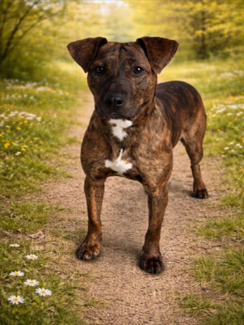 BRIAR, an adoptable Plott Hound in Clinton Township, MI
