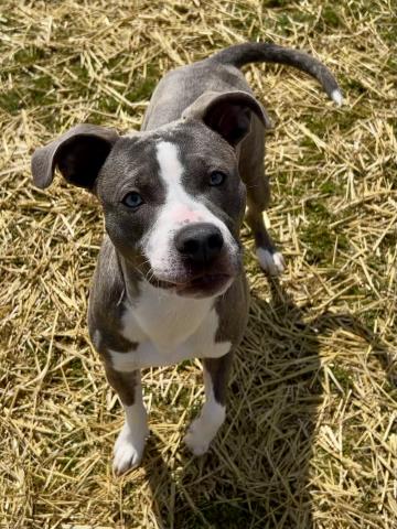 GUS, an adoptable Pit Bull Terrier in Clinton Township, MI