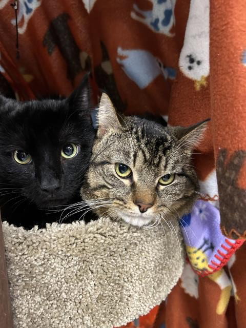 WATSON & SHERLOCK, an adoptable Domestic Short Hair in Clinton Township, MI