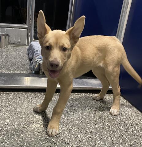 PHOENIX, an adoptable Pit Bull Terrier in Clinton Township, MI